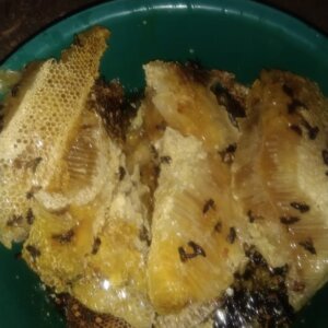 Madu Hutan Asli